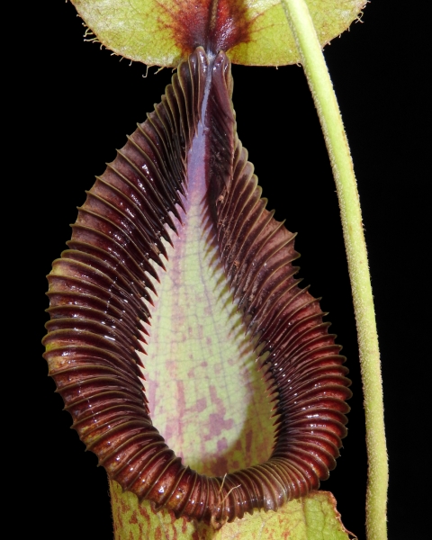 N. robcantleyi x hamata - assorted clones