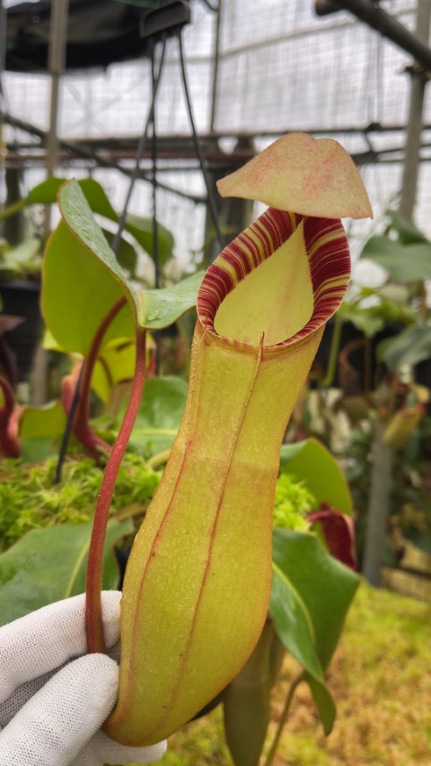 N. clipeata x (lowii x veitchii) - selected clones