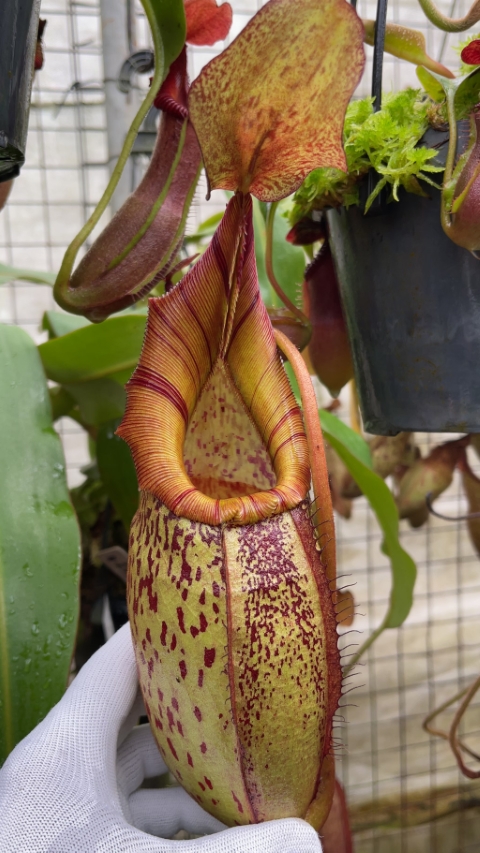 WIP N. spectabilis x veitchii - assorted clones