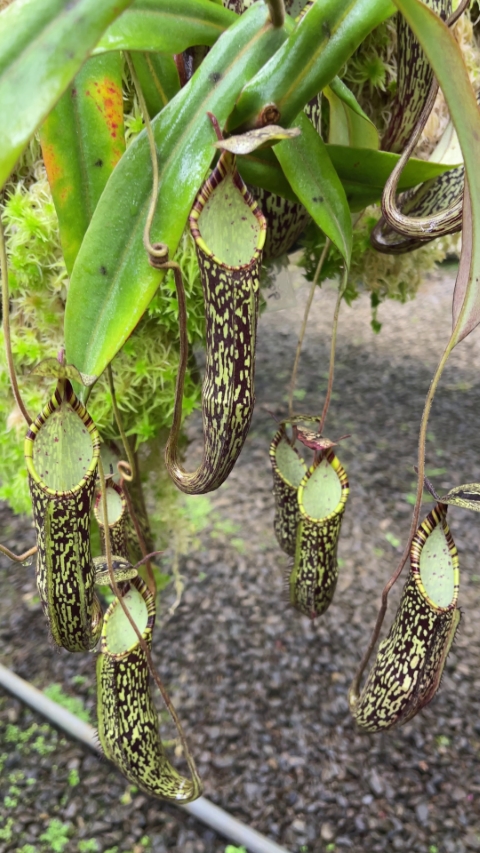 N. spectabilis - Sibuyatan - assorted clones