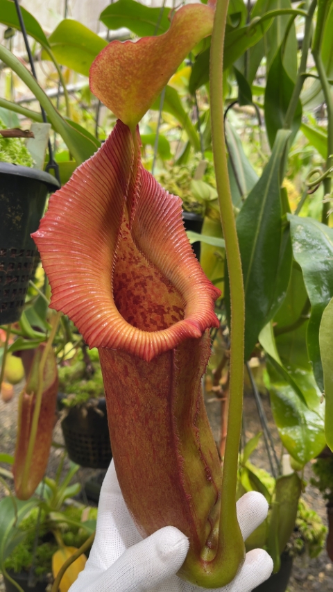 N. x ‘trusmadiensis’ x robcantleyi – assorted clones