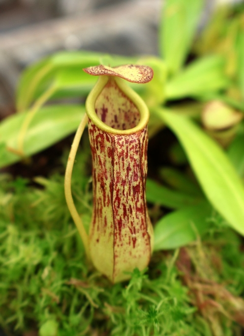 N. biak - selected clone