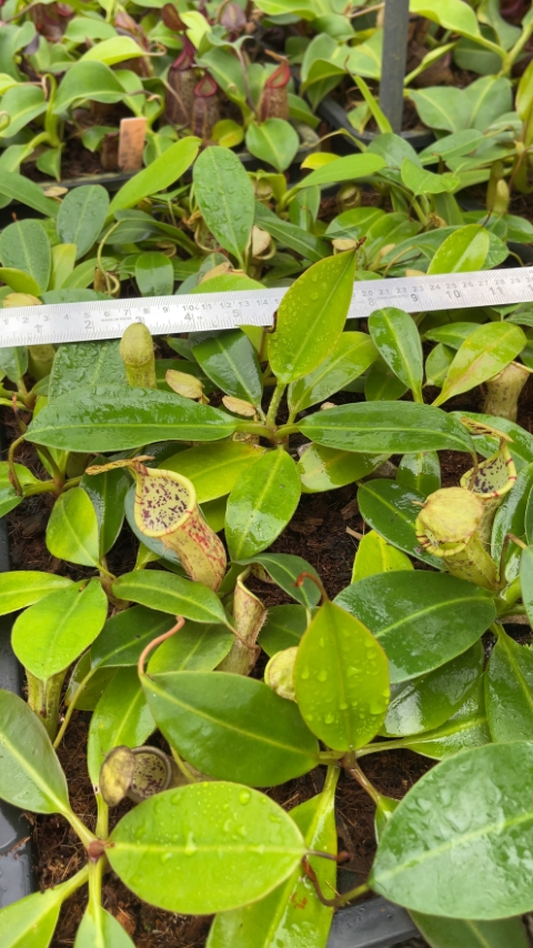N. burbidgeae x campanulata – assorted clones