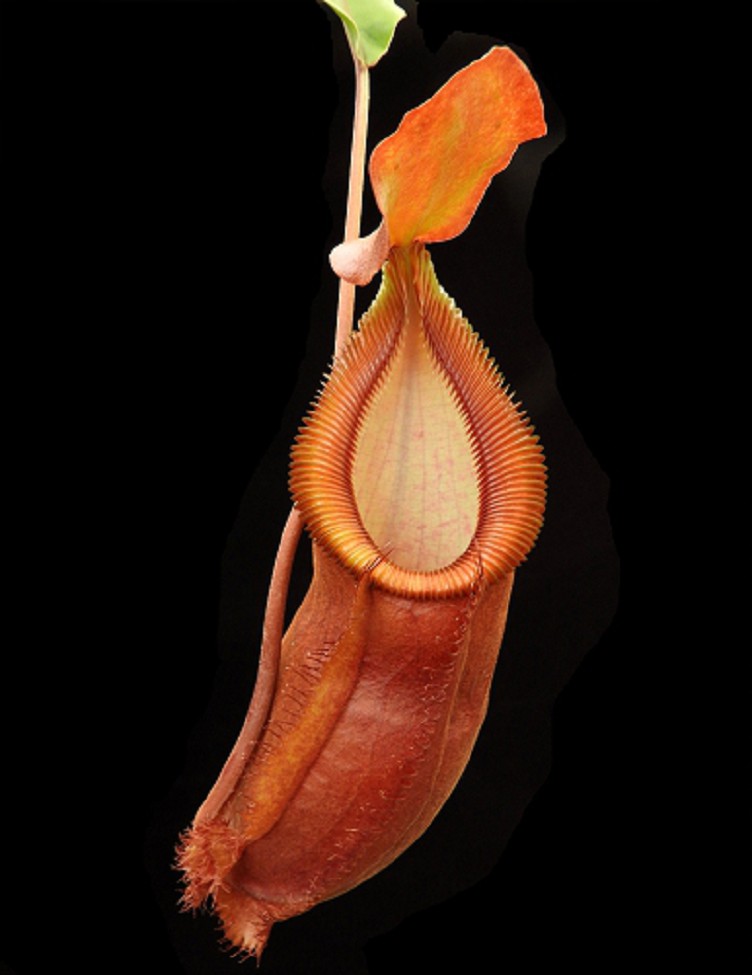 N. spathulata x diabolica – assorted clones