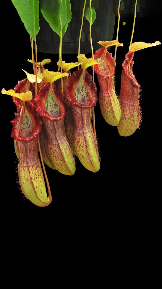 N. bellii - selected clone