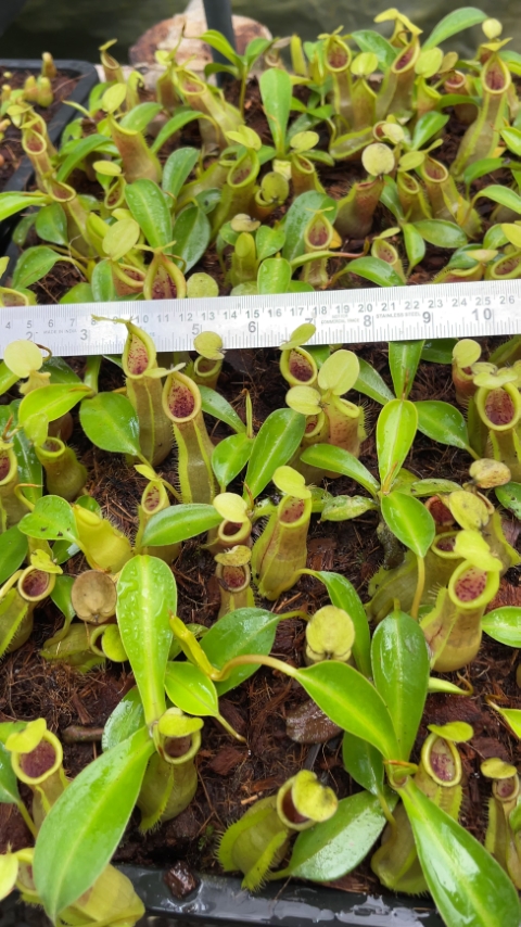 N. spathulata x tobaica – yellow-green