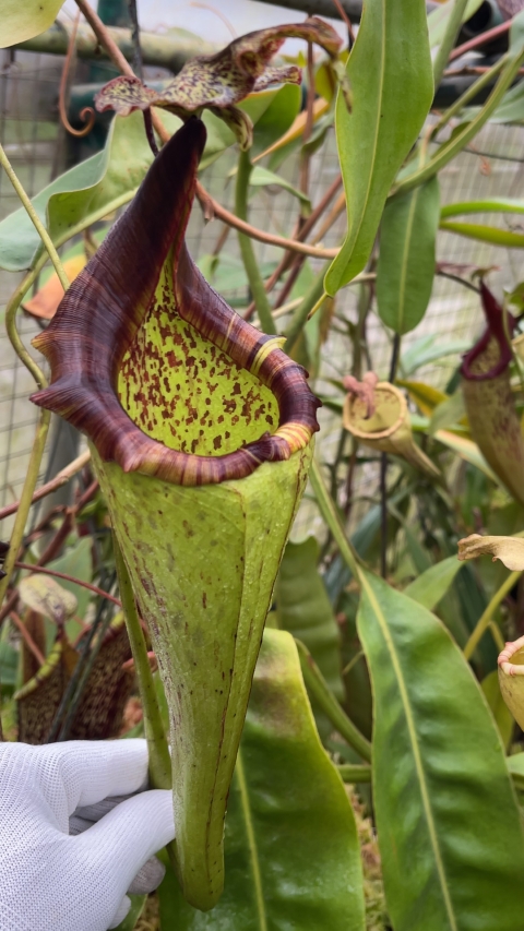 N. eymae – assorted clones