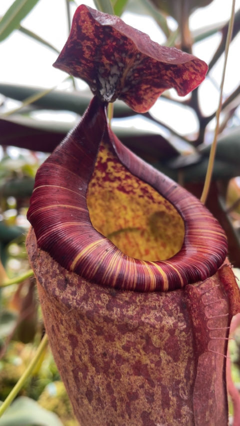 N. peltata – best selected clone