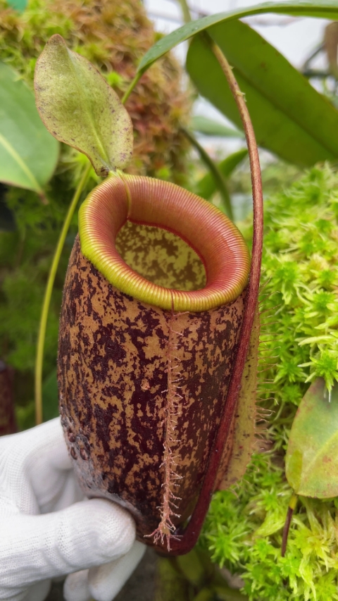 N. sibuyanensis x ampullaria – selected speckled clone