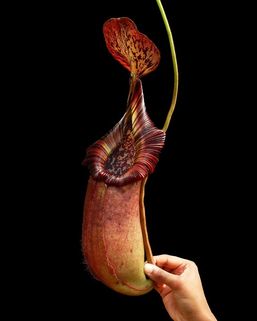 N. robcantleyi x (burbidgeae x edwardsiana) – assorted clones