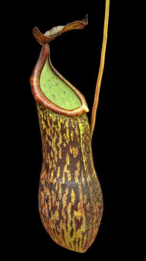 N. ceciliae ‘Mt. Kiamo’ – assorted clones