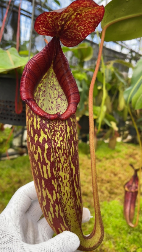 N. spectabilis x klossii – assorted clones