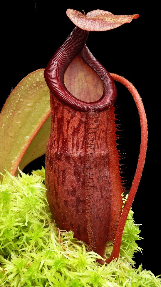 N. mira x peltata – assorted clones