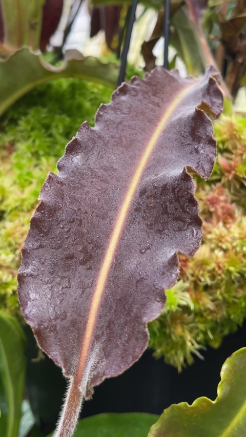 N. maxima – wavy leaf - clone #1