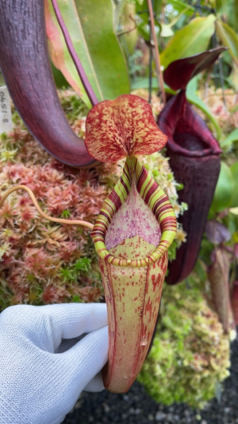 N. (veitchii x lowii) x spectabilis – assorted clones