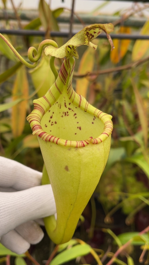 N. eymae – assorted clones