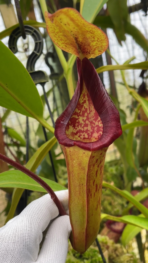 N. (veitchii x lowii) x samudera - assorted clones