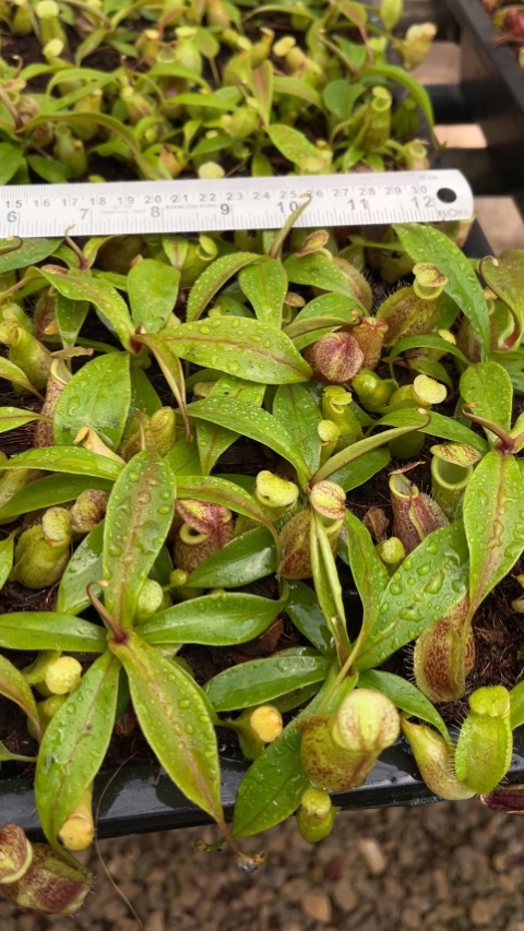 N. gymnamphora – squat form