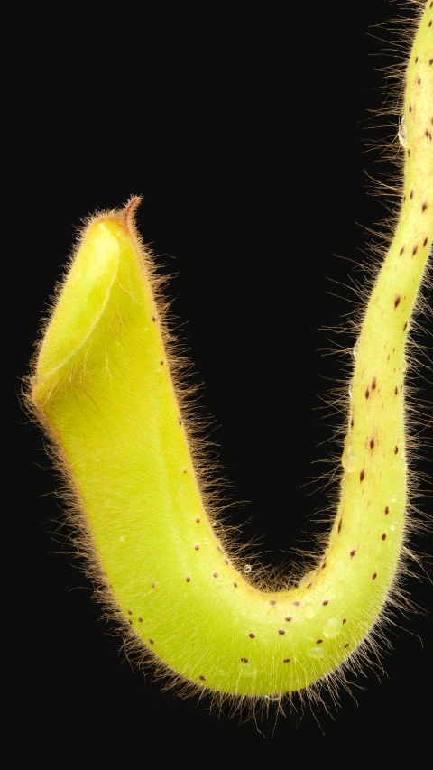 N. glandulifera - assorted clones