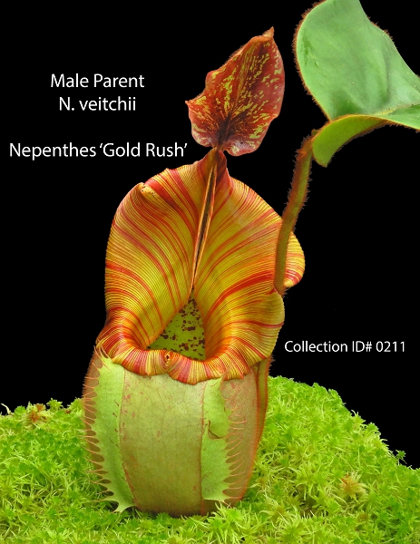 N. rajah x veitchii 'Gold Rush' – assorted clones