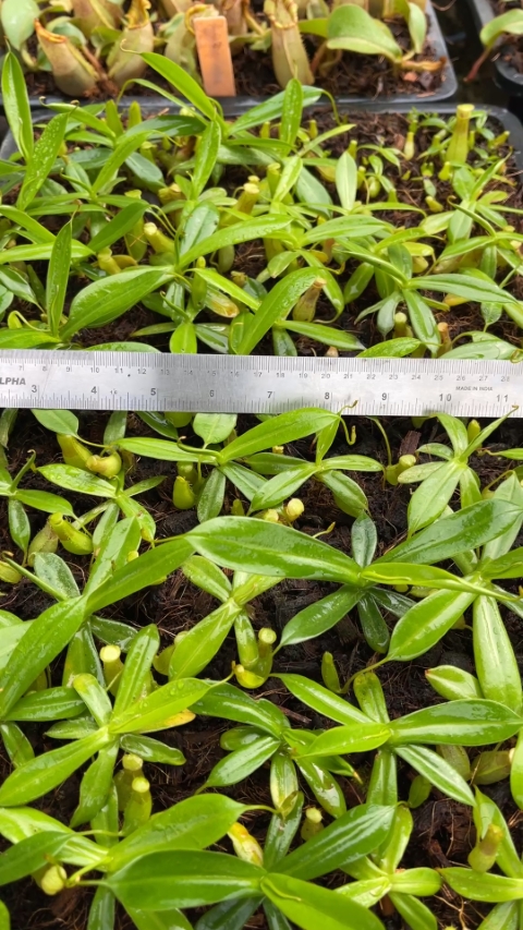 N. biak - selected clone