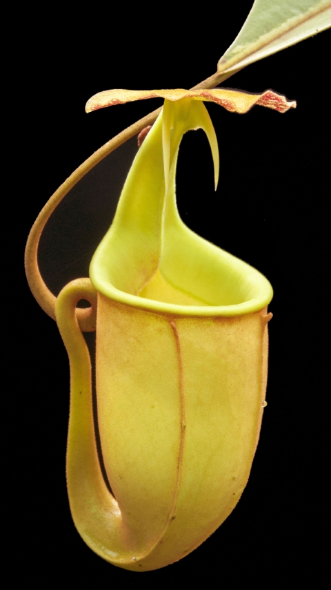 N. bicalcarata - Brunei red-flush - selected clone