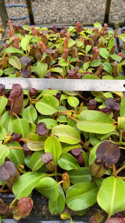 N. klossii x robcantleyi – assorted clones