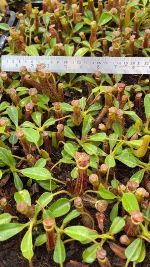 N. (veitchii x lowii) x platychila