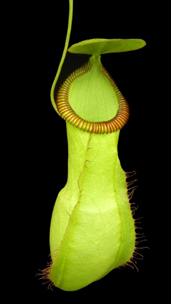 N. ‘Viking’ x hamata – assorted clones