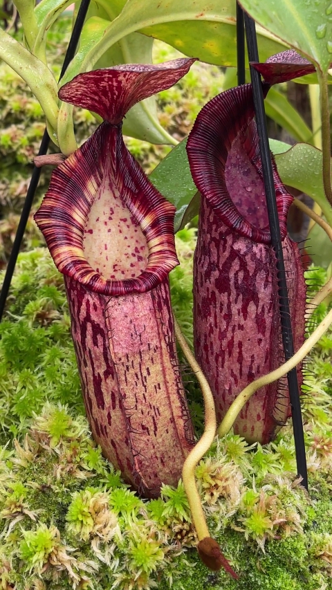 N. (veitchii x lowii) x spectabilis – assorted clones