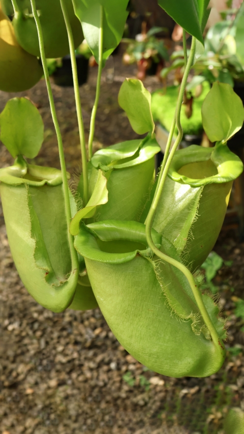 N. spathulata x ampullaria – solid green
