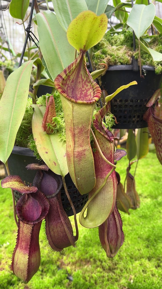 N. hamata x (veitchii x lowii) - assorted clones