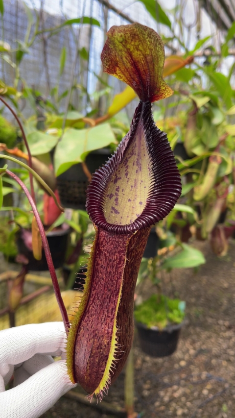 N. singalana x hamata - assorted clones