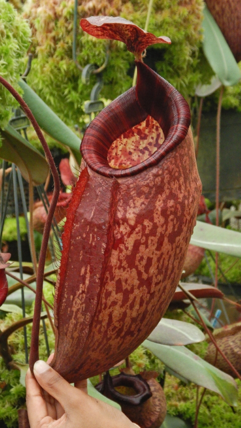 N. peltata – best selected clone