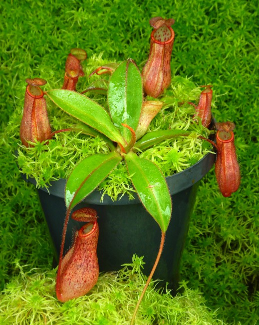 N. albomarginata x attenboroughii - assorted clones