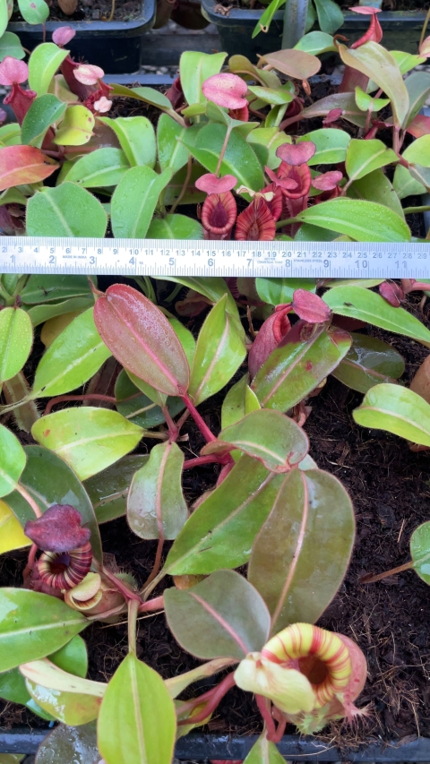 N. (veitchii x lowii) x (burbidgeae x edwardsiana) - assorted clones