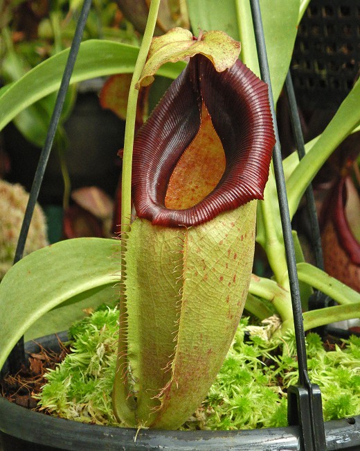 N. spathulata x flava – assorted clones