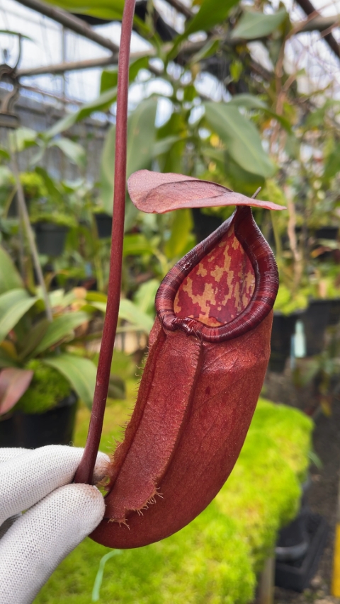 N. sumatrana - assorted clones