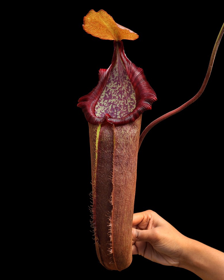 N. densiflora x robcantleyi – assorted clones