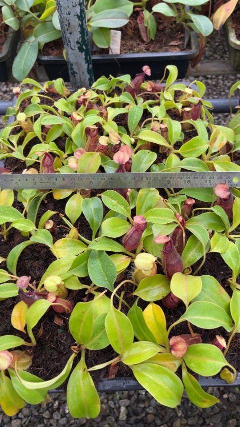 N. robcantleyi x ovata – best selected clone