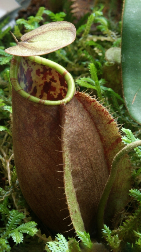 N. tomoriana - assorted clones