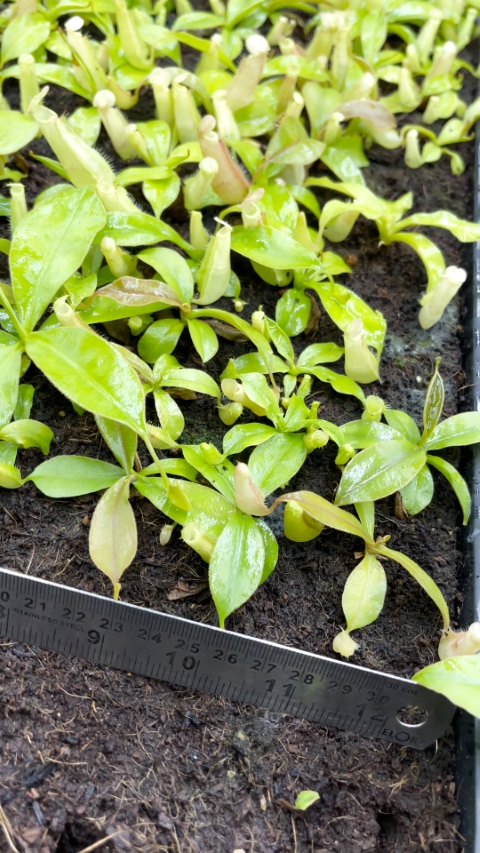 N. sumatrana - assorted clones