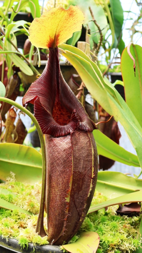 N. robcantleyi x ovata – best selected clone