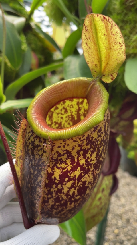 N. sibuyanensis x ampullaria – selected speckled clone