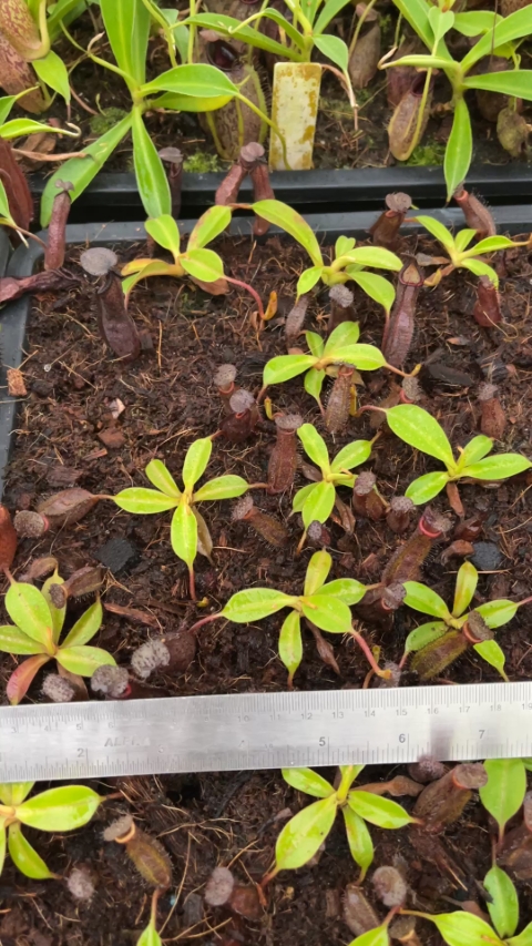 N. maxima x ramispina – best selected clone