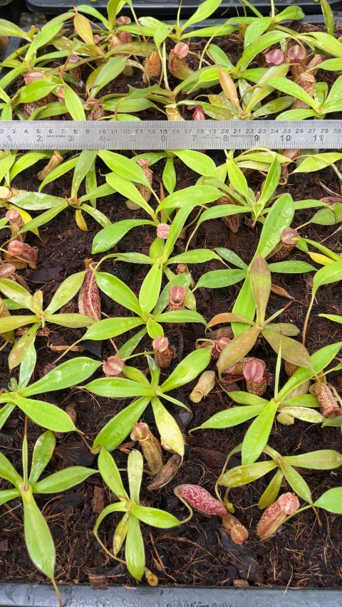 N. talangensis x spectabilis