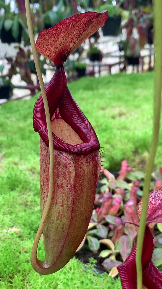 N. petiolata x flava – assorted clones