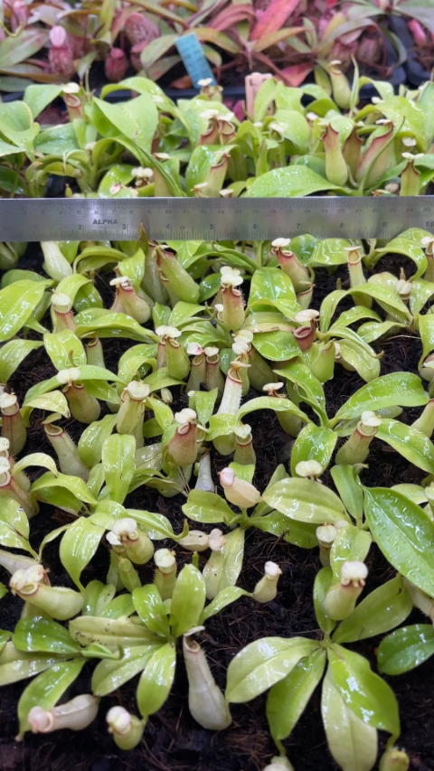 N. bicalcarata - Brunei orange - selected clone