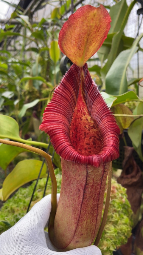 N. x ‘trusmadiensis’ x robcantleyi – assorted clones