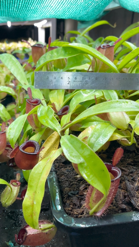 N. ampullaria - Brunei red - selected clone